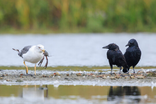Lesser black-backed gull, Larus fuscus, eating crayfish