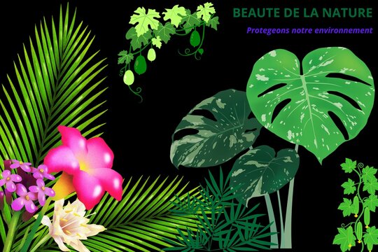 BEAUTE DE LA NATURE - 1, botanique, plante, fleure, vert, noir, flore, fruits, patate, amarante, rameaux, rose
