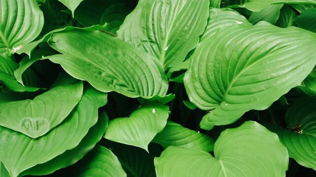 Broad Glossy Hosta Leaves Closeup, Sculptural Ribbed Foliage Forming Layered Green Planes, Deep Shade Garden