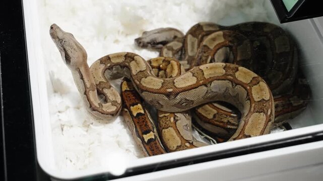 Lightbrown boa in glass terrarium breeder inspection