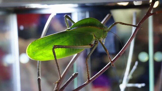 Photographer captures intricate details of leaf mimic insect