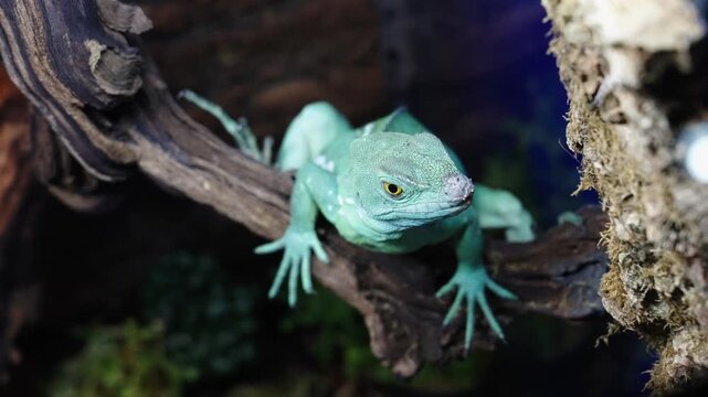 Vivid iguana perched within glass enclosure amidst naturalistic decor