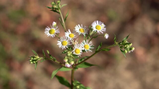 Closeup White Fleabane Daisies In Sunlight, Delicate Cluster Of Tiny Petals And Yellow Centers Against Soft