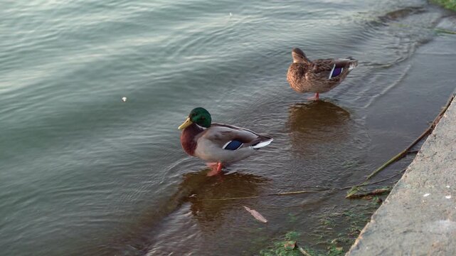 Mallard Pair At Concrete Bank, Calm Water Edge With Drake And Hen Wading Male Guarding While Female Forages,