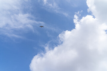 Fototapeta premium Seagull flying high in blue sky with white fluffy clouds, bird in flight freedom concept background