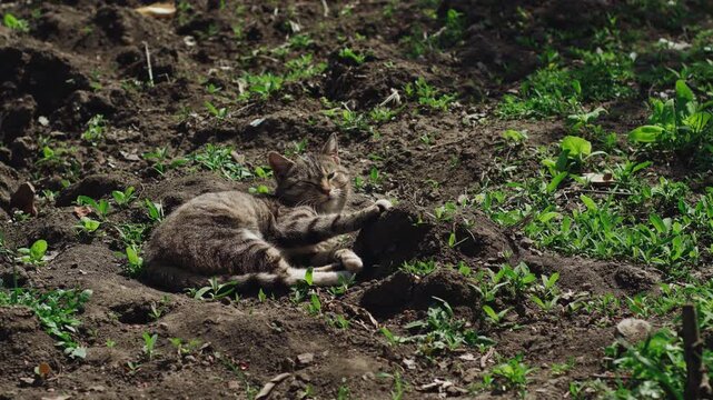 Tabby Cat Sunbathing On Garden Soil, Grooming Paws And Stretching While Dozing Among Green Seedlings, Warm