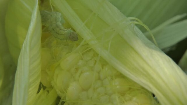 Green larva of corn earworm Helicoverpa armigera sits on young maize cob under green husk leaves. Medium shot, soft light, copy space. Survival Instinct and Interconnection.