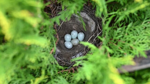 Bird nest with eggs hidden among dense green foliage in a natural environment. Spring season, new life, and wildlife processes. This video captures nesting behavior, calm atmosphere, and seasonality.