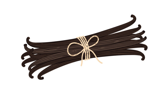 A pristine flat vector illustration showing a large bundle of dark brown vanilla pods tightly bound together with a simple cream-colored string bow.