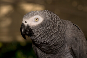 Fototapeta premium Portrait of an African Grey Parrot, Psittacus erithacus