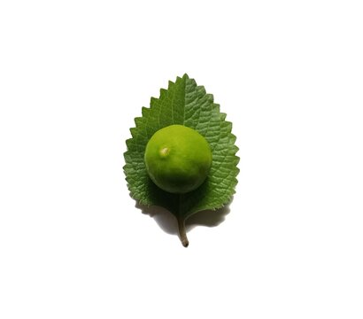 Fresh green lime citrus aurantiifolia on mexican mint oregano leaf plectranthus amboinicus on white background