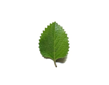 Fresh mexican mint oregano leaf plectranthus amboinicus isolated on white background