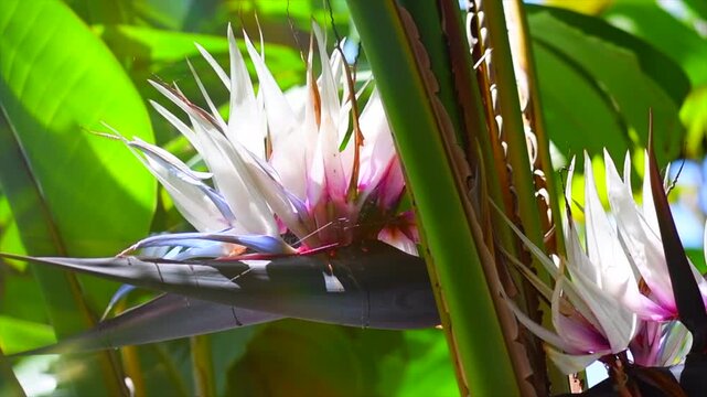 Beautiful Strelitzia Nicolai tropical flowers blooming. Giant white bird of paradise plant with flowers, light flares. Wild banana. Close-up. Garden, Gardening concept, landscaping design. Slow motion