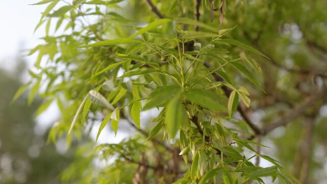Green ash tree leaves and seeds swaying in the wind
