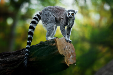 Tailed lemur (Lemur catta) stay on the branch © Sangur
