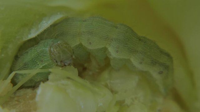 Corn earworm larva eating soft kernels of unripe corn cob. Close-up, soft light, copy space. Survival Instinct and Power.