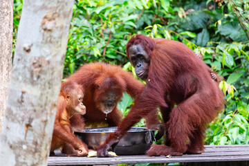 Three Bornean orangutans of different ages drinking and eating from metal bowl on a wooden feeding platform at Tanjung Puting National Park in Borneo, Indonesia with lush green tropical jungle © Nikolay N. Antonov