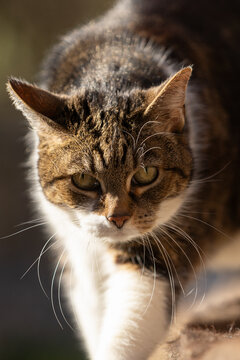 Katzenportrait