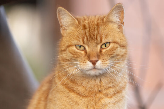 Katzenportrait
