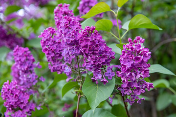 Obraz premium Deep purple lilac flowers of the Krasnaya Moskva variety blooming in a botanical garden during spring.
