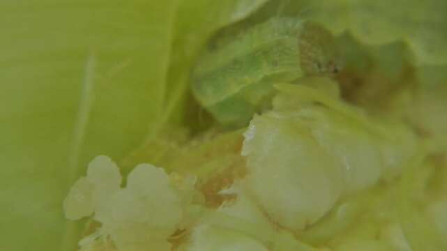 Corn earworm caterpillar on young yellow maize kernels. Close-up, soft light, copy space. Survival Instinct and Intricacy.