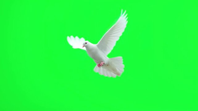 White dove flying in the air isolated on green screen background