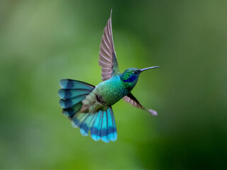 Obraz premium Lesser Violetear Hummingbird in Mid Flight with Vibrant Green Feathers