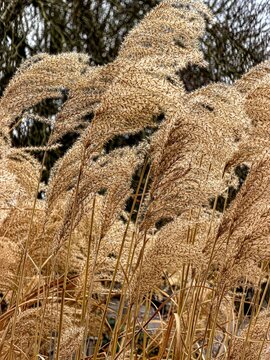Zebra grass ( Miscanthus sinensis 'Zebrinus' ). Poaceae perennial plants