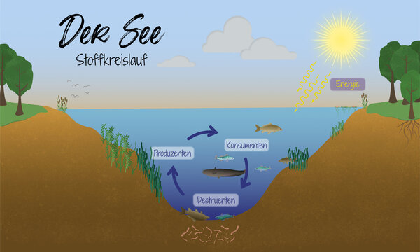 &Ouml;kosystem See &ndash; Energiefluss und Stoffkreislauf