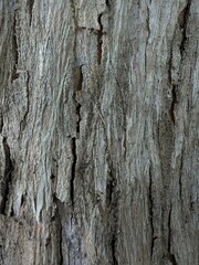 Fototapeta premium Weathered Tree Bark Texture with Vertical Wood Grain