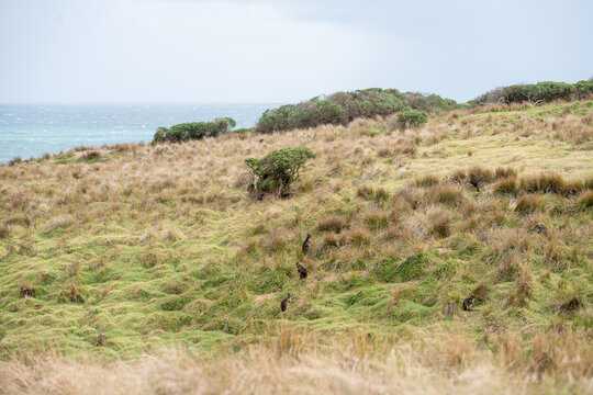 a group of  Wallabies on a grassy hill