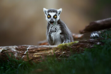 Naklejka premium Tailed lemur (Lemur catta) enjoying being in grass