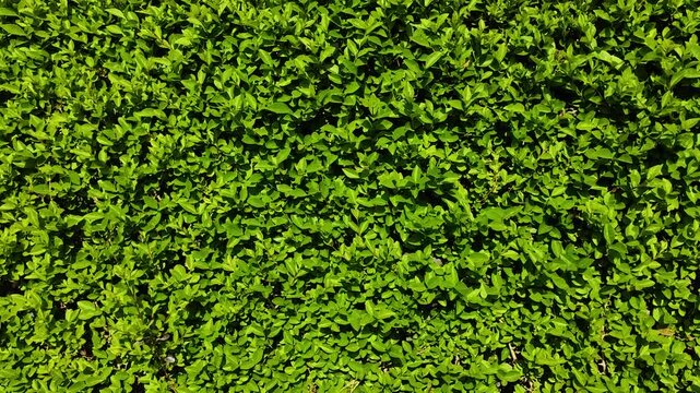 Vibrant Green Leaves of Garden Hedge Texture Background. Lush Foliage of Ligustrum or Boxwood Shrub in Bright Sunlight. Natural Wall Pattern for Organic Design and Summer Concept.