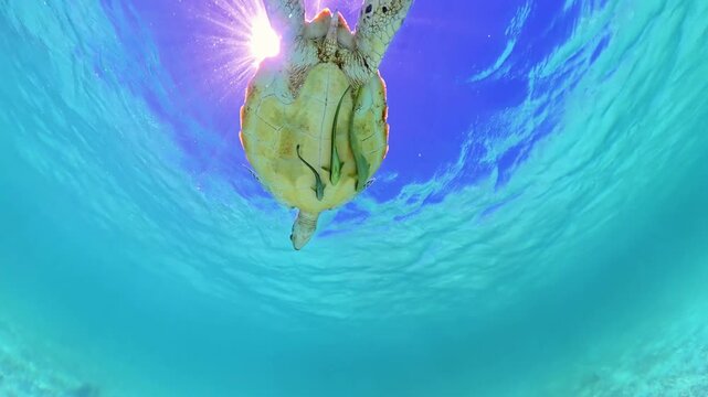Sea turtle swimming underwater, viewed from below, with two remora fish attaching to its shell and sun rays creating a vibrant sunburst at water surface of Malcapuya Island, Coron, Palawan Philippines