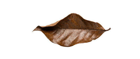 Fototapeta premium Close Up Dry Brown Leaf Isolated White Background