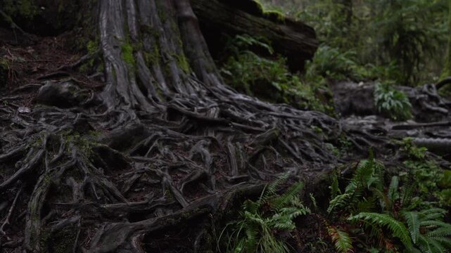 Static shot of massive tree roots growing across a hiking trail in a humid Pacific Northwest forest. Lush greenery and damp, atmospheric environment.