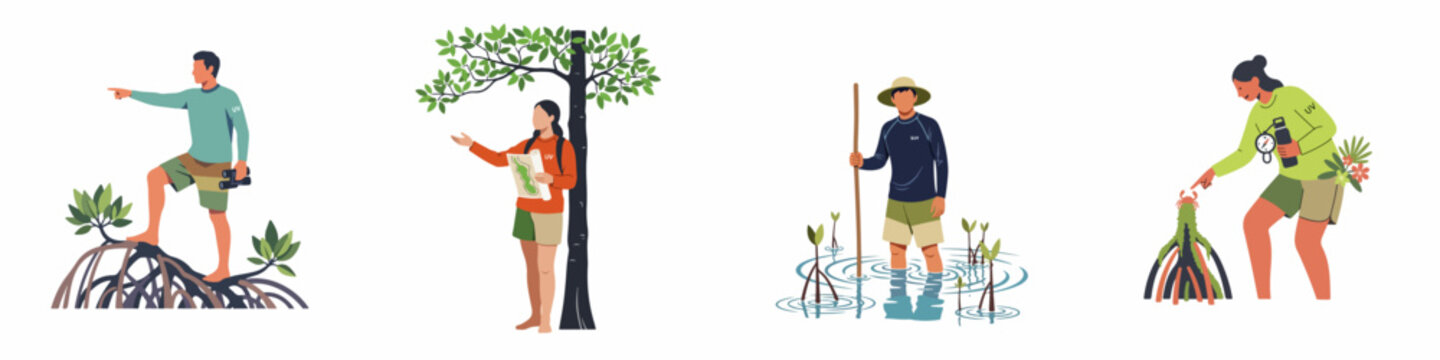 Flat vector illustration set of people exploring and studying a mangrove forest ecosystem, promoting ecotourism, nature conservation, and environmental education activities.