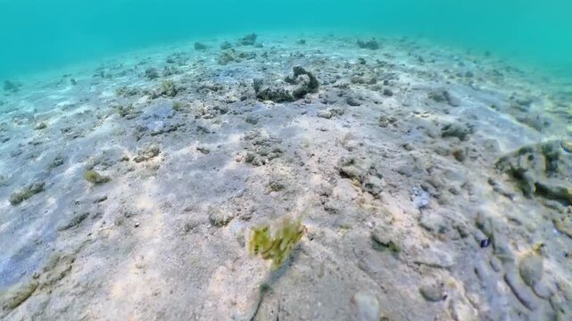 Bristle-tail filefish, Acreichthys tomentosus, expertly camouflaging on the sandy, rocky seabed in shallow tropical waters, blending with its marine environment in Palawan, Philippines