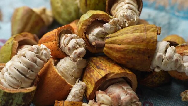 Ripe cacao pods cut open to reveal white beans inside, placed on a blue cloth, showing raw ingredients before chocolate production