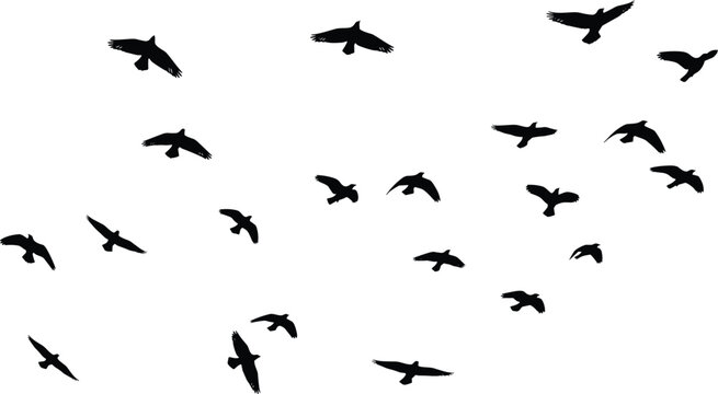 Flock of flying birds silhouettes in various wing positions on light background, minimal vector illustration, nature and freedom concept, clean design ideal for sky themes, wildlife graphics,
