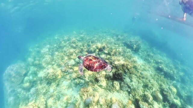woman wearing snorkel fins mask swims with a sea turtle in the protected Turtle Sanctuary in Port Barton. Summer beach vacation in Palawan, Philippines. Popular excursion: Tour A Island Hopping.