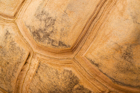 Detailed texture of a tortoise turtle shell showing natural patterns and earthy tones