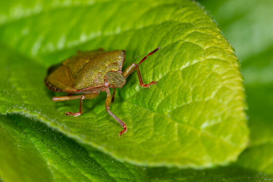 The Common Green Shieldbug (Palomena prasina) on a leaf.  Head on.