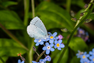 A Holly Blue butterfly sucking nectar from a forget-me-not flower. © Wildwatertv