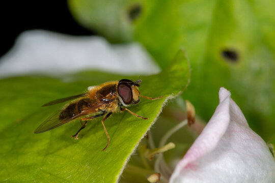 "The Spring Epistrophe (Epistrophe eligans) - a lovely bright hover fly found in Spring.  Three quarter view with apple blossom	hover, fly,leaf,flower,blossom,pollination,pollinator,pollen,eating,feed