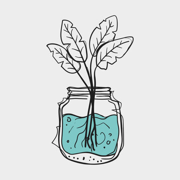 Hand Drawn Doodle Plant Cutting Rooting in Glass Mason Jar with Blue Water Vector