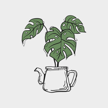 Hand Drawn Doodle Monstera Plant Growing in White Teapot Sketch Vector Illustration