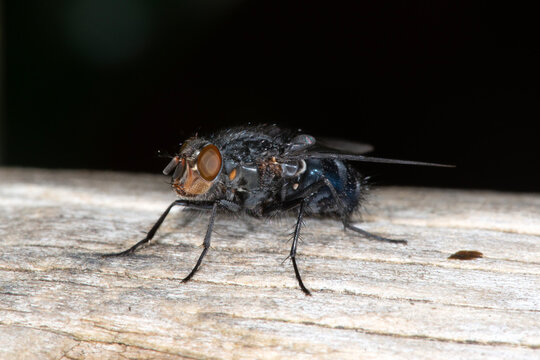 Calliphora vicina, commonly known as the Blue Bottle Fly or Blue Blowfly, front three quarter view on decayed wood.