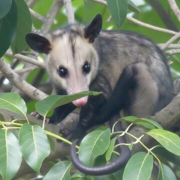 Photorealistic illustration of a Venezuelan Common Opossum (Didelphis marsupialis), known as Rabipelado, in an avocado tree.