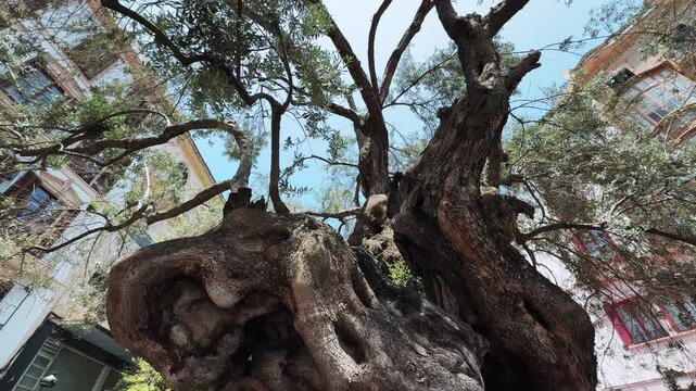 Historic Olivera de Cort Olive Tree Palma de Mallorca City Square